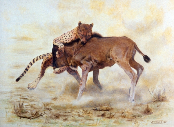 Cheetah attacking a Gnu